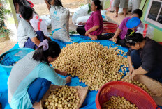 Panen Raya, Harga Duku Seakan Tak Ada Harga