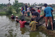 Hasil Produksi Ikan di Kabupaten OKU Timur Capai 56.078.827 Ton