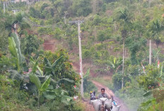 Harga Jual Kopi di OKU Selatan Capai Rp 60 Ribu