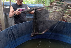 Pemerintah Desa Gemiung Panen 1.258 Kg Ikan Lele