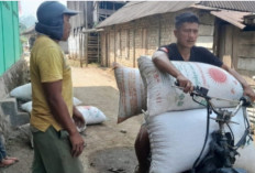 Panen Kopi OKU Selatan Menurun, Petani Mengeluh Produksi Berkurang di Musim Panen 2026
