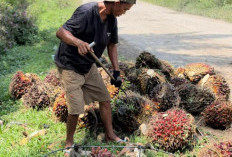 Harga Sawit Sumsel Turun Tipis, TBS Kini Rp3.868 per Kilogram Akibat Melemahnya CPO Global