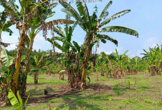 Petani Pisang Galau, Harga Jual Terjun Bebas