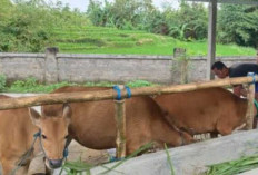Program Ketahanan Pangan Desa Remanam Jaya Diduga Bermasalah, Warga Curiga Jadi Ajang Korupsi