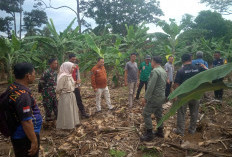 DLH dan BKSDA Serta Aparat Desa Kolaborasi Tangani Kawanan Gajah Liar di Buana Pemaca