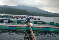 Warga Budidayakan Ikan Menggunakan Kerambah Apung di Danau Ranau