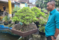 Anting Putri Paling Diminati Komunitas Bonsai OKU Timur