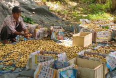 Petani Duku di SP Padang Masuki Masa Panen