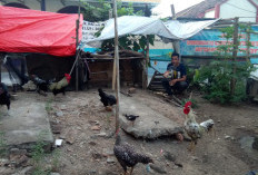 Dukung Program GSMP, Sudah Hasilkan Lebih 10 Ekor Ayam