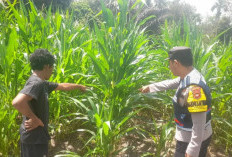 Dukung Ketahanan Pangan, Personel Polsek BSA Bantu Warga Tingkatkan Produksi Jagung