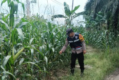 Dukung Program Ketahanan Pangan, Personel Polsek BSA Monitor Perkebunan Warga