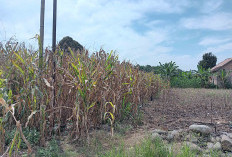 Harga Jual Jagung di Kabupaten OKU Selatan Naik Turun