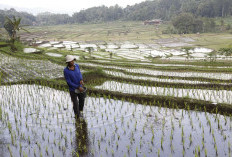 Stok Pupuk Subsidi Aman hingga Akhir Tahun