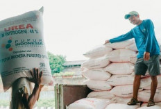 Sumsel Usul Kenaikan Pupuk Subsidi Dongkrak Produksi Beras