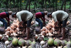 Melihat Perjuangan Erwan dan Midin, Puluhan Tahun Berjaya dalam Bisnis Jual Beli Kelapa di Muaradua