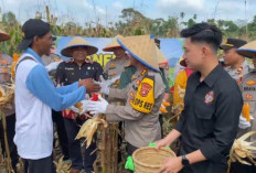 Dukung Ketahanan Pangan, Polres OKU Selatan Panen Raya Jagung