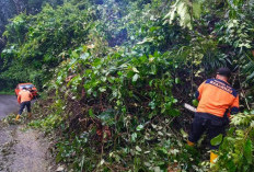 BPBD OKU Selatan Evakuasi Pohon Tumbang di Jalan Simpang Sender