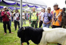 Ratusan Kambing dan Domba Ikuti Kontes