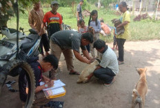 Dinas Peternakan OKU Selatan Lakukan Vaksin Rabies