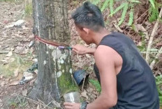 Harga Getah Karet di OKI Tembus Rp19.500, Petani Sumsel Rasakan Angin Segar Ekonomi