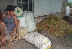 Harga Kopi Robusta di Lubuklinggau 'Meledak' hingga Rp60 Ribu Per Kg