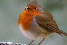 Cara Sederhana Menarik Burung Robin ke Taman, Pakar Ungkap Rahasianya