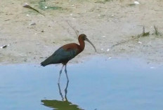 Burung ibis rokoroko langka kembali ke lahan Basah China utara