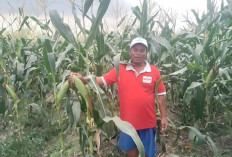 Jelang Pergantian Tahun, Petani Siap Penuhi Kebutuhan Jagung Manis