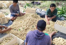 Panen Tiba, Harga Jual Buah Duku Komering Anjlok