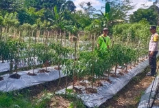 Dukung Ketahanan Pangan, Personel Polsek Kisting Bantu Warga Rawat Kebun Cabai