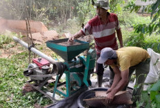 Harga Kopi di OKU Selatan Naik Jadi Rp50 Ribu per Kilogram