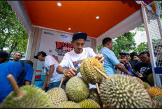 Pemberdayaan BRI Dorong Pertumbuhan Kelompok Petani Durian di Pekalongan