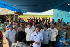 Air Sugihan Jadi Contoh Buka Lahan Tanpa Bakar, Menteri LH Turun Langsung
