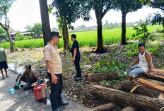 Pohon Tumbang Tutup Jalan di Tiga Kecamatan OKU Timur, Lalu Lintas Sempat Lumpuh