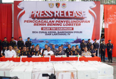 237.305 Benih Bening Lobster Gagal diselundupkan ke Luar Negeri