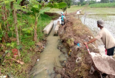 Luapan Air Rusak Lahan Pertanian, Petani Desa Gemiung Suarakan Pembangunan Irigasi