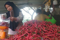 Harga Cabe Makin Pedas, Capai Rp 100 Ribu