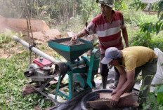Harga Jual Kopi Begangsur Naik ke Rp 50 Ribu Per Kg