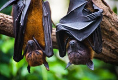 Apa Itu Virus Nipah dan Bagaimana Penyebarannya?