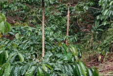 Trik Petani OKU Selatan Atasi Pohon Kopi Tua: “Stek Sambung” Jadi Harapan Baru di Tengah Harga Anjlok