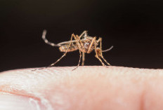 WHO Peringatkan Epidemi Chikungunya Global