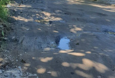 Ruas Jalan di Desa Pelawi Tertimbun Longsor, Warga Minta Penanganan dan Evaluasi Pembukaan Lahan