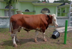 Kemenag OKU Selatan Sembelih 13 Ekor Sapi Kurban, 1.300 Paket Daging Dibagikan kepada Warga