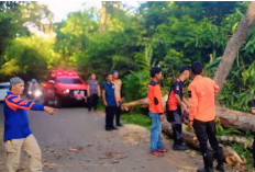 BPBD OKU Evakuasi Pohon Tumbang Tutup Ruas Jalinsum Lengkiti