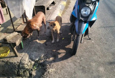 Cegah Rabies, Warga OKUS Diminta Tak Lepas Anjing Sembarangan