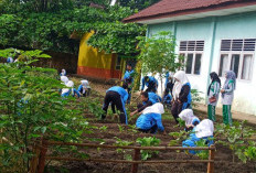 Tanam Palawija, SMAN 1 Simpang Wujudkan Sekolah Bersih dan Nyaman
