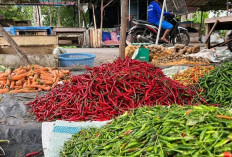 Cabe Dusun Tembus 120 Ribu Per Kilogram