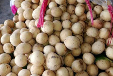  Pasokan Terbatas, Harga Duku di OKUS  Capai Rp15.000 Per Kilogram