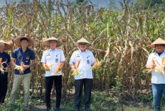 Bersama Warga Binaan, Lapas Muaradua Panen Jagung