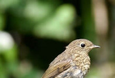 Beragam Pakan dan Air Bersih Jadi Kunci Menarik Burung ke Lingkungan Rumah